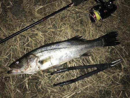 中アジ一本勝負